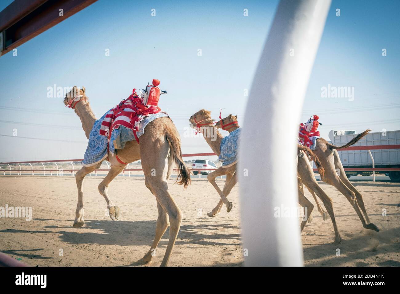United Arab Emirates / Al Dhaid / course de chameaux Compete. À Al Dhaid Camel Race Track dans la région centrale de l'émirat de Sharjah . Dans une ta moderne Banque D'Images