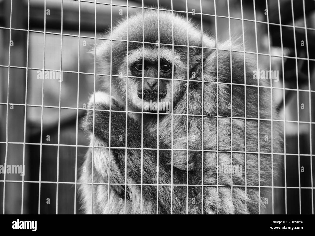 Sad monkey cage, détail d'un animal abandonné, la violence envers les animaux Banque D'Images