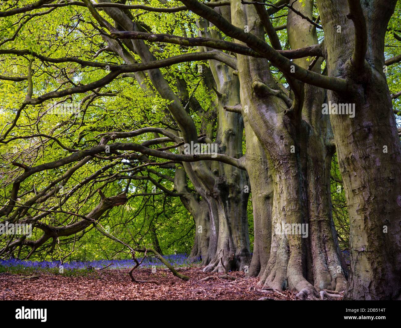 Fagus sylvatica, le hêtre européen ou le hêtre commun, un arbre à feuilles caduques appartenant à la famille des hêtres Fagaceae qui pousse à Bow Wood Derbyshire Royaume-Uni Banque D'Images