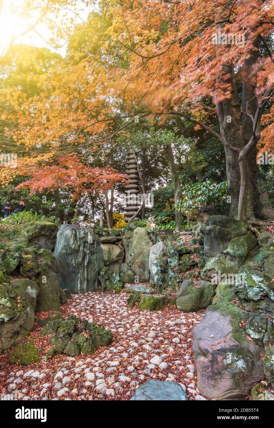 Tokyo Metropolitan Park jardin japonais de l'KyuFurukawa est sec cascade et quinze étages surplombant la pagode par l'érable rouge momiji feuilles à l'automne. Banque D'Images