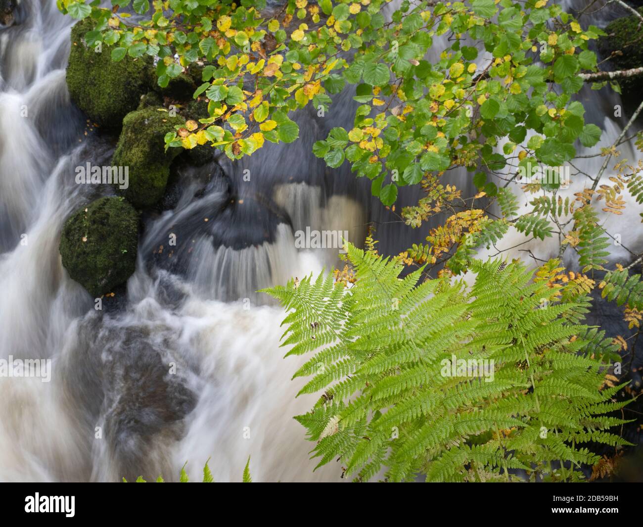 Ruisseau traversant la réserve naturelle nationale Ariundle Oakwood, sessile Oak, dans la région de Sunart des Highlands écossais. Ces anciens o Banque D'Images