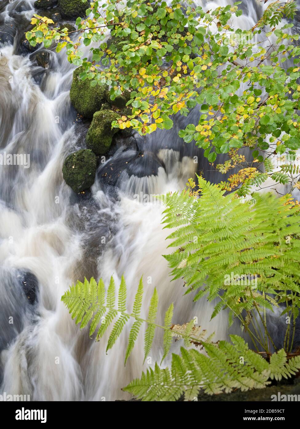 Ruisseau traversant la réserve naturelle nationale Ariundle Oakwood, sessile Oak, dans la région de Sunart des Highlands écossais. Ces anciens o Banque D'Images