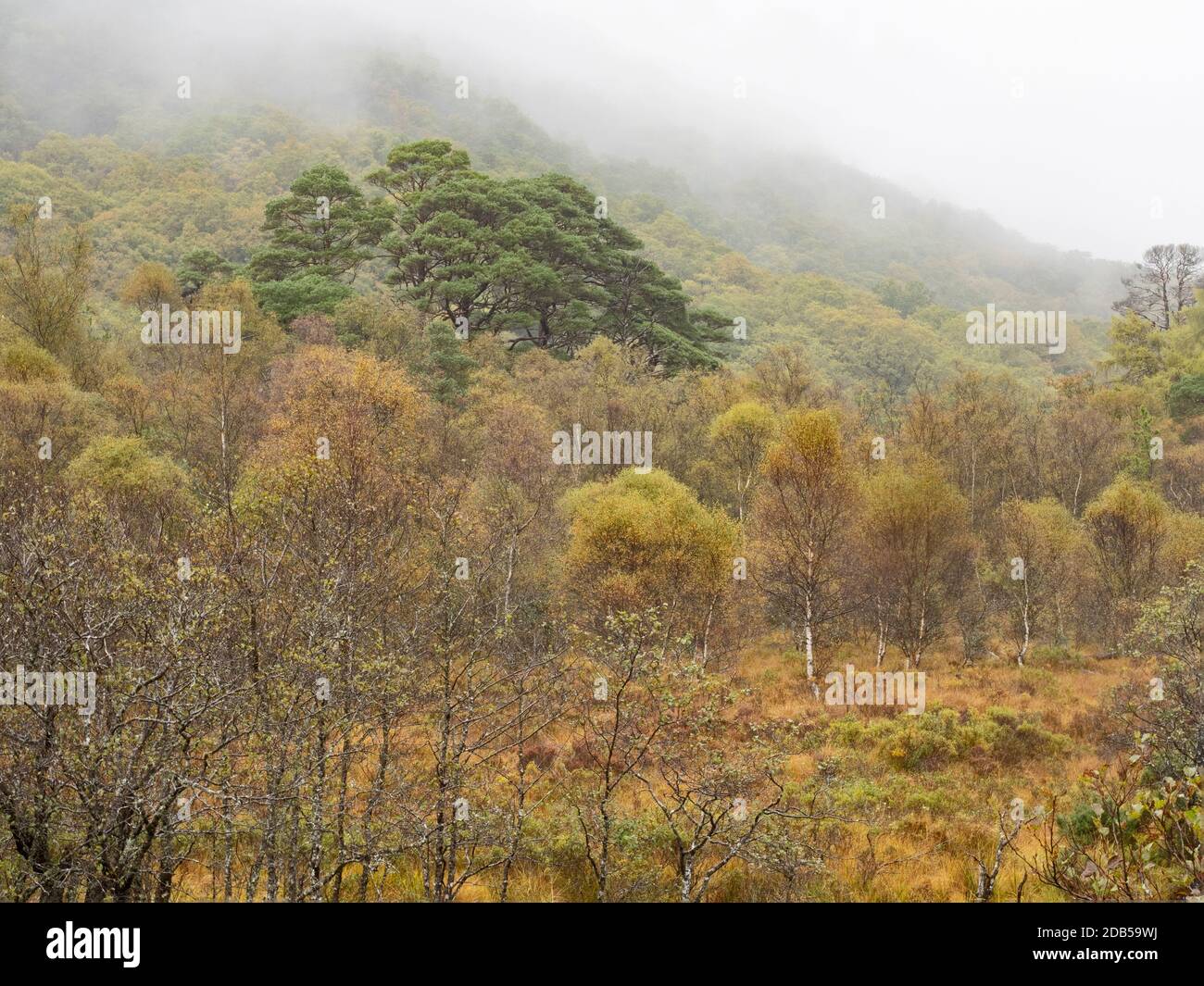 Réserve naturelle nationale Ariundle Oakwood, forêt de Birch et de chênes sessiles dans la région de Sunart des Highlands écossais. Ces vieux bois d'oakwood rece Banque D'Images