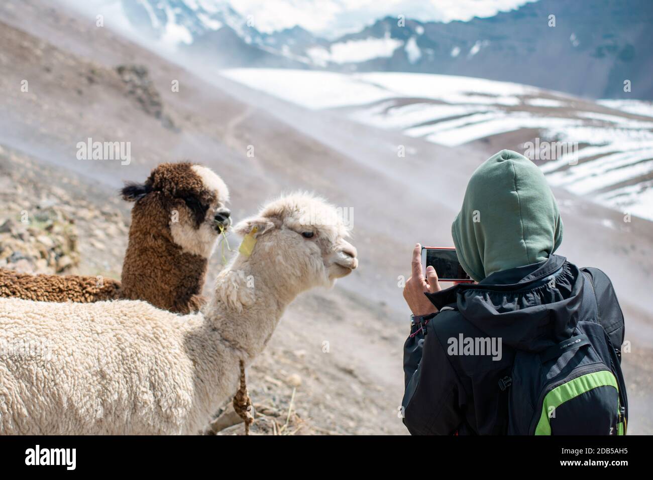 CUSCO, PÉROU - OCTOBRE 29 : tourist fait une photo de deux curieux alpaga animaux à altitude montagnes dans la province de Cusco, Pérou, le 29 octobre 2018 Banque D'Images