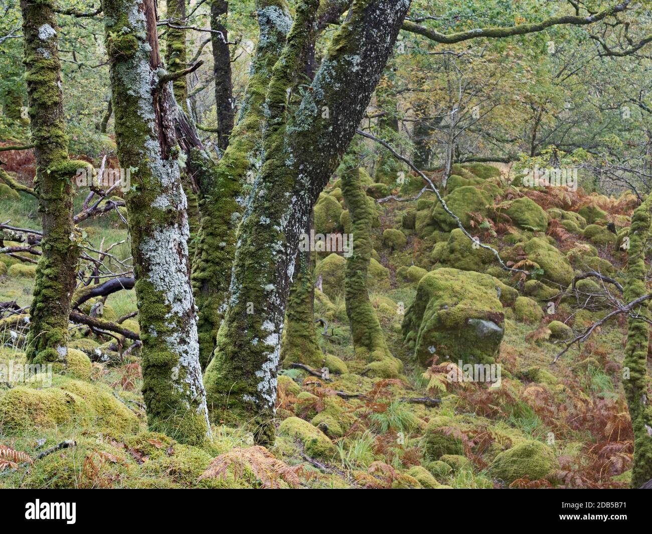 Réserve naturelle nationale Ariundle Oakwood, forêt sessile Oak dans la région Sunart des Highlands écossais. Ces anciens oakwoods reçoivent beaucoup o Banque D'Images