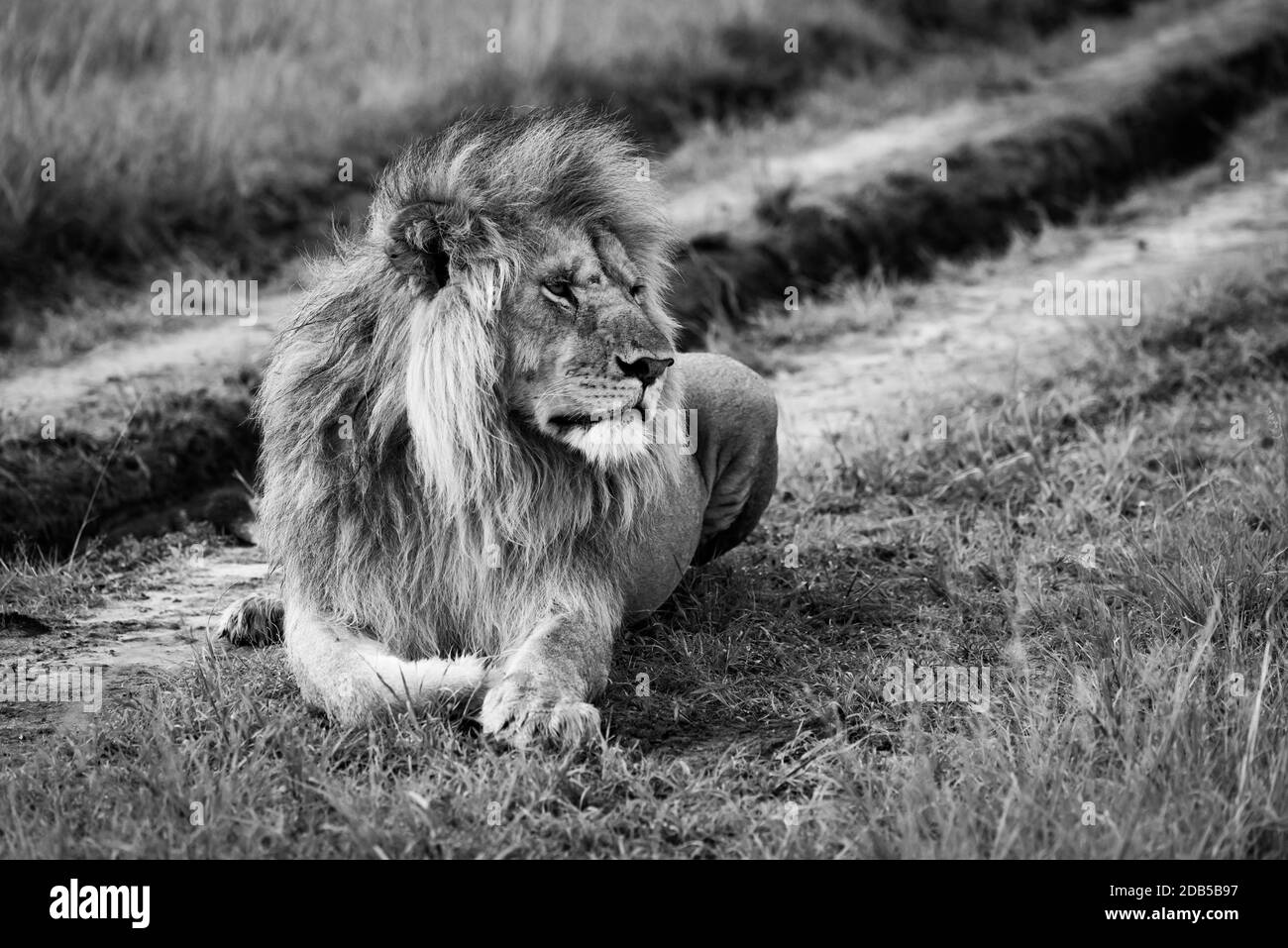 Le lion mâle noir et blanc se trouve sur la piste de terre Banque D'Images