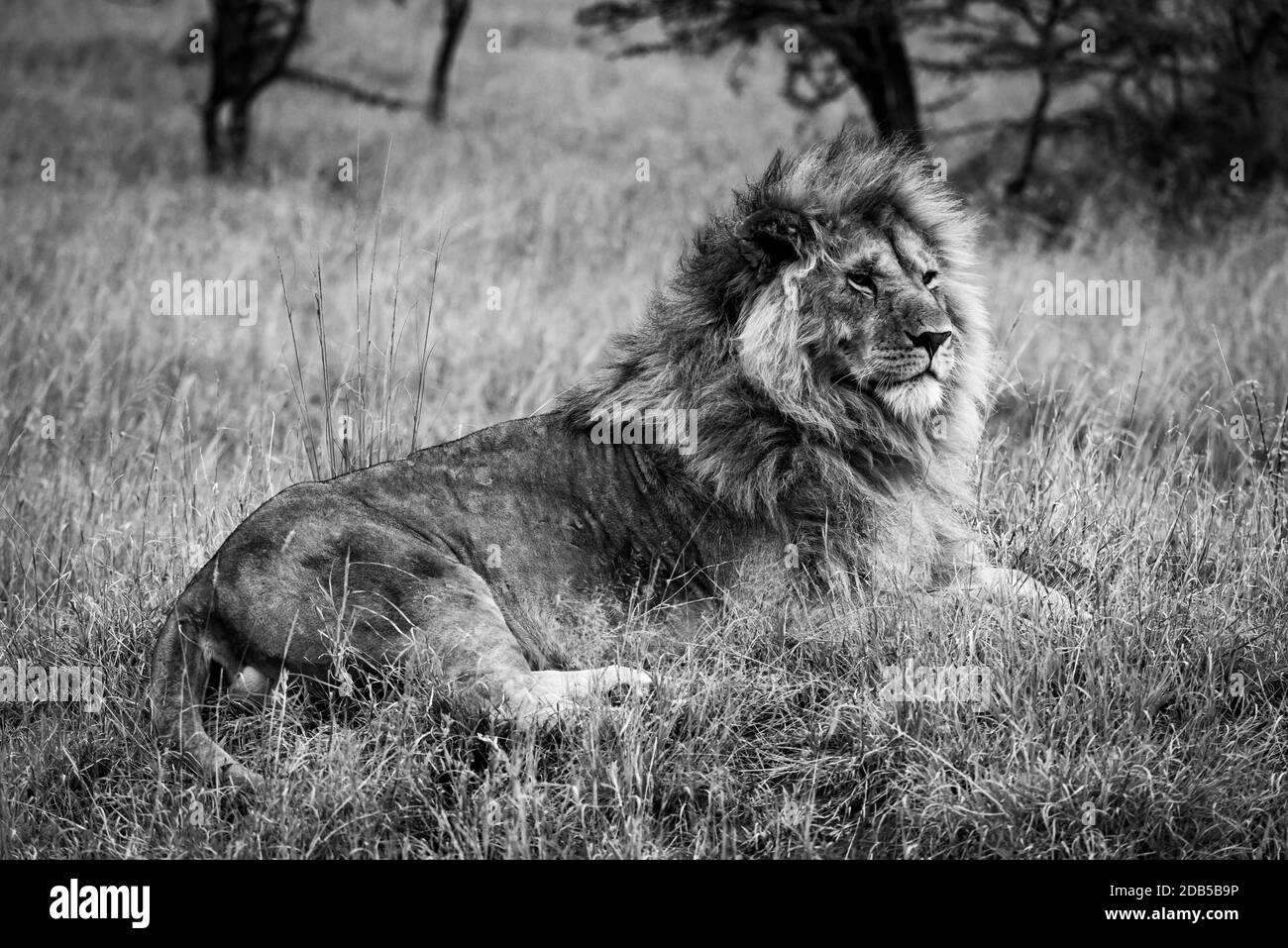 Lion mâle noir et blanc allongé dans de l'herbe longue Banque D'Images
