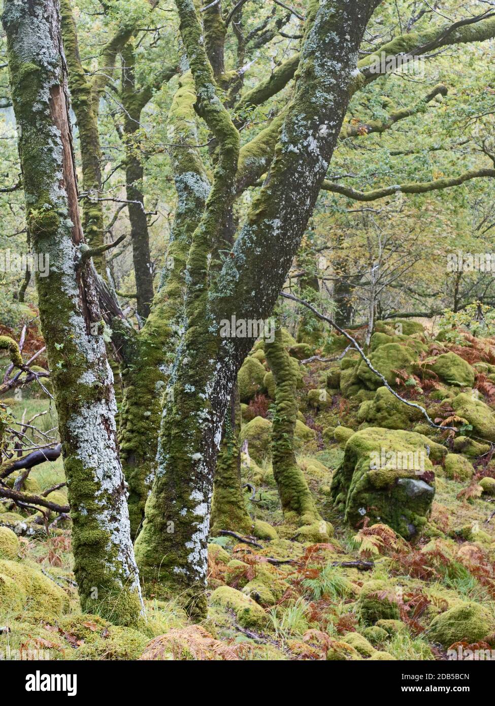 Réserve naturelle nationale Ariundle Oakwood, forêt sessile Oak dans la région Sunart des Highlands écossais. Ces anciens oakwoods reçoivent beaucoup o Banque D'Images