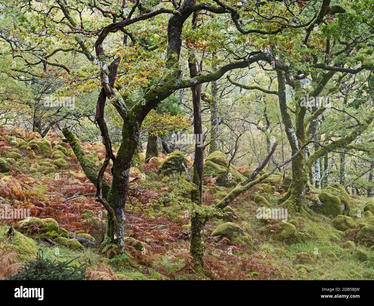 Réserve naturelle nationale Ariundle Oakwood, forêt sessile Oak dans la région Sunart des Highlands écossais. Ces anciens oakwoods reçoivent beaucoup o Banque D'Images