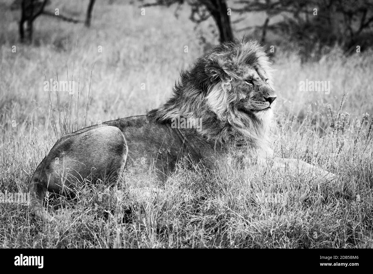 Le lion mâle noir et blanc se trouve dans l'herbe longue Banque D'Images