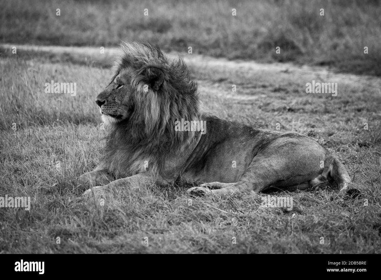 Le lion mâle monosomnolent se trouve à côté de la piste Banque D'Images