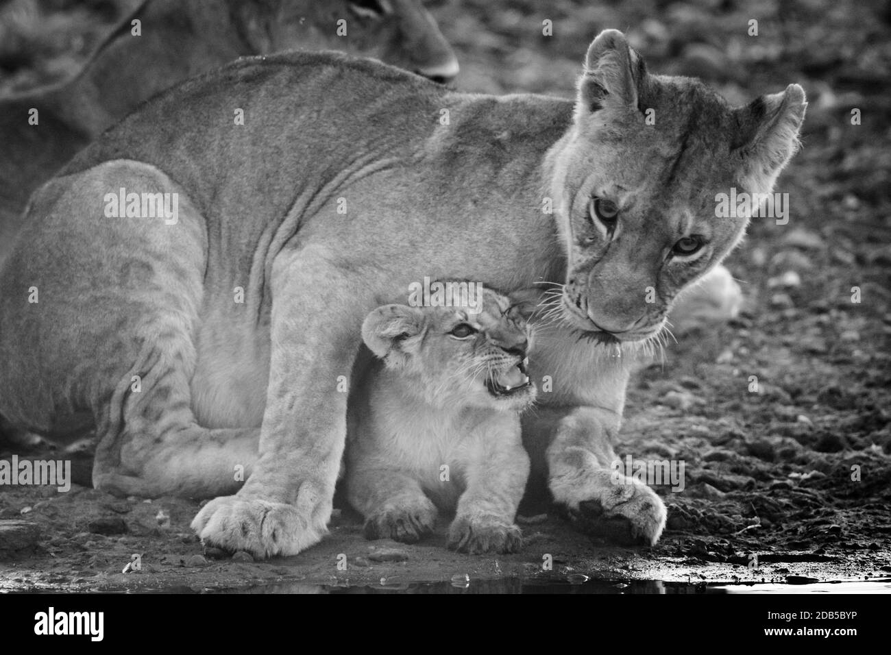 Mono cub avec lioness par trou d'eau Banque D'Images