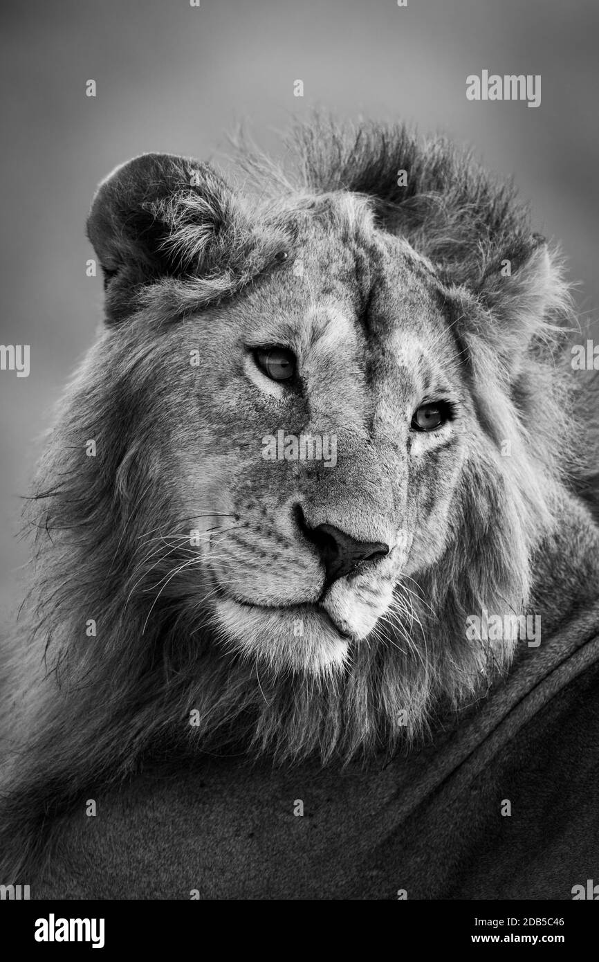 Gros plan noir et blanc de la tête de rotation du lion mâle Banque D'Images