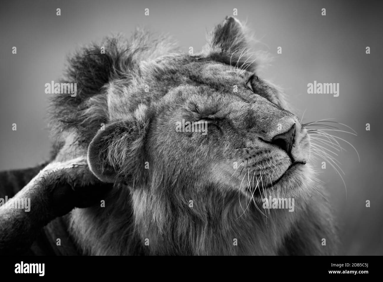 Gros plan noir et blanc du lion masculin se rayant Banque D'Images