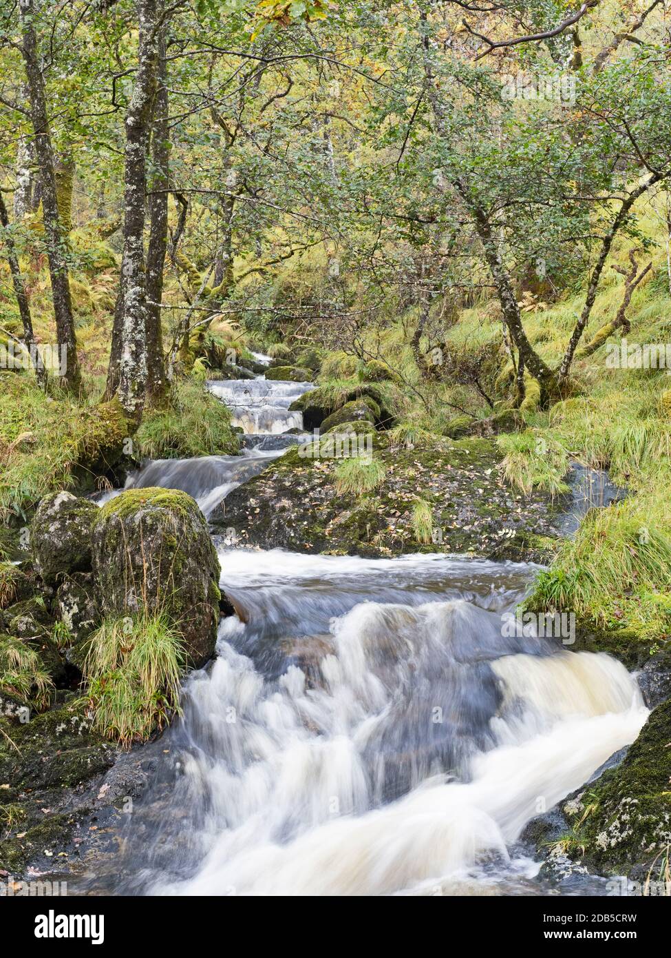 Ruisseau traversant la réserve naturelle nationale Ariundle Oakwood, sessile Oak, dans la région de Sunart des Highlands écossais. Ces anciens o Banque D'Images