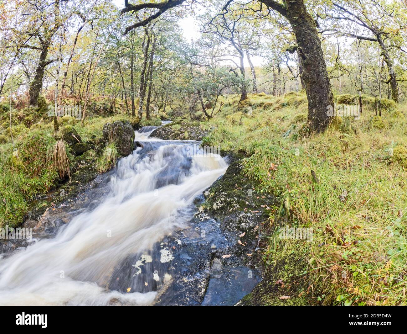 Ruisseau traversant la réserve naturelle nationale Ariundle Oakwood, sessile Oak, dans la région de Sunart des Highlands écossais. Ces anciens o Banque D'Images