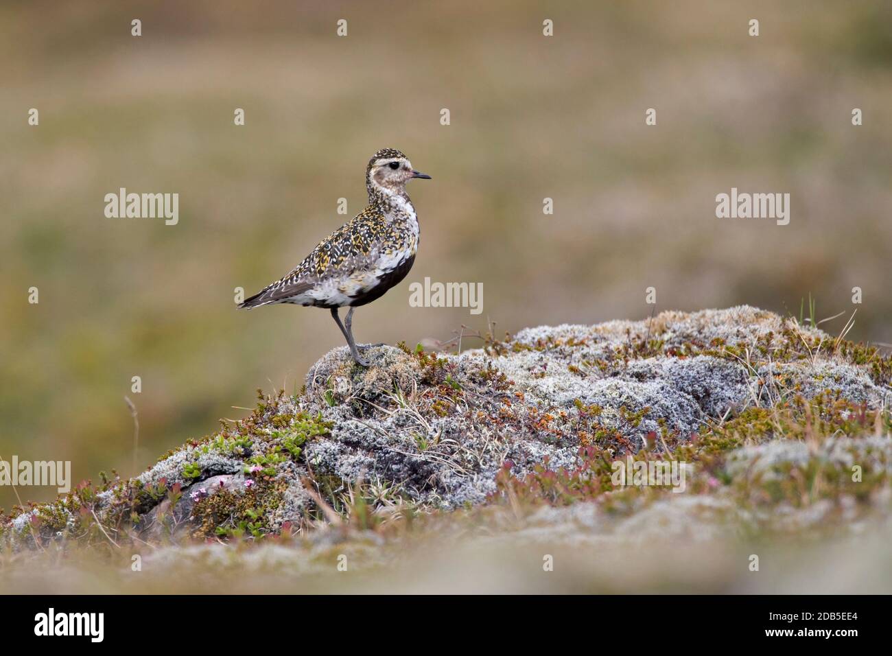 Pluvier doré européen (Pluvialis abricaria / Charadrius abririus) femelle dans le plumage de reproduction sur la toundra en été Banque D'Images