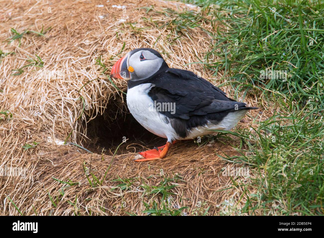 Macareux de l'Atlantique (Fratercula arctica) entrée à l'entrée des terriers sur le sommet d'une falaise de mer dans une colonie d'oiseaux de mer en été Banque D'Images