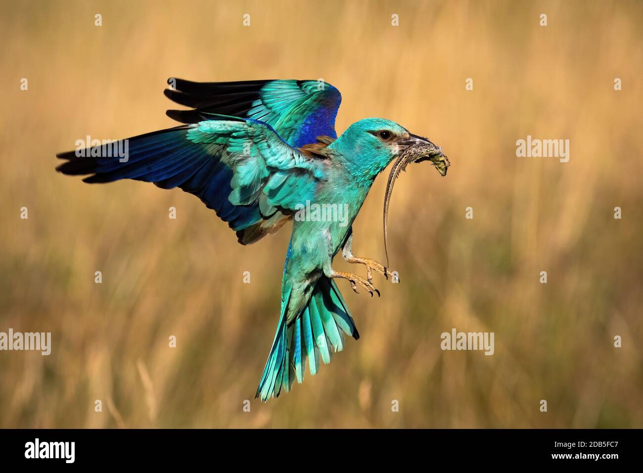 Rouleau européen coloré, coracias garrulus, planant en vol au printemps. Faune dynamique débarquant par jour ensoleillé depuis le profil. Oiseau sauvage tenant une prise Banque D'Images