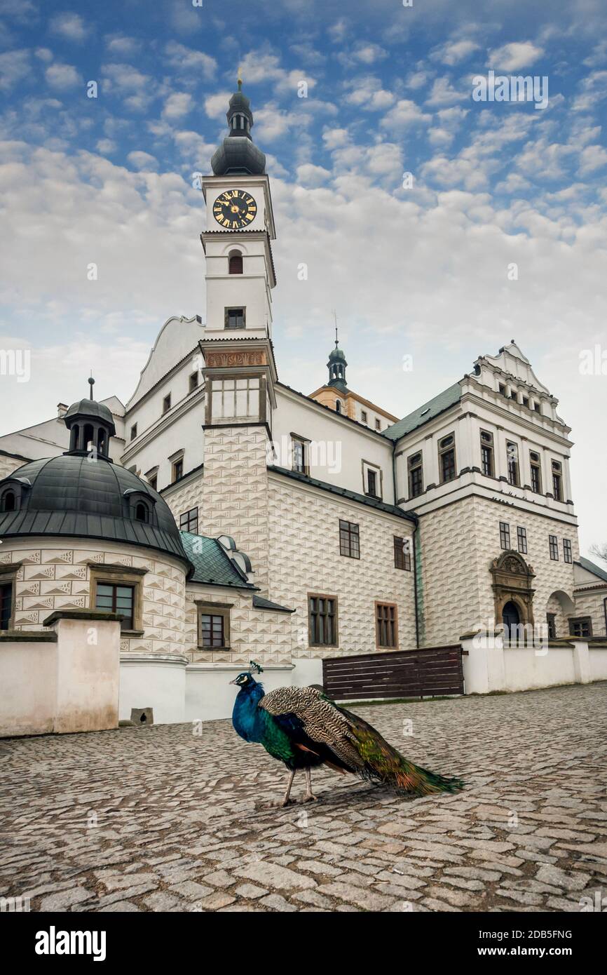 République tchèque - Château Renaissance dans la ville de Pardubice avec paon Banque D'Images