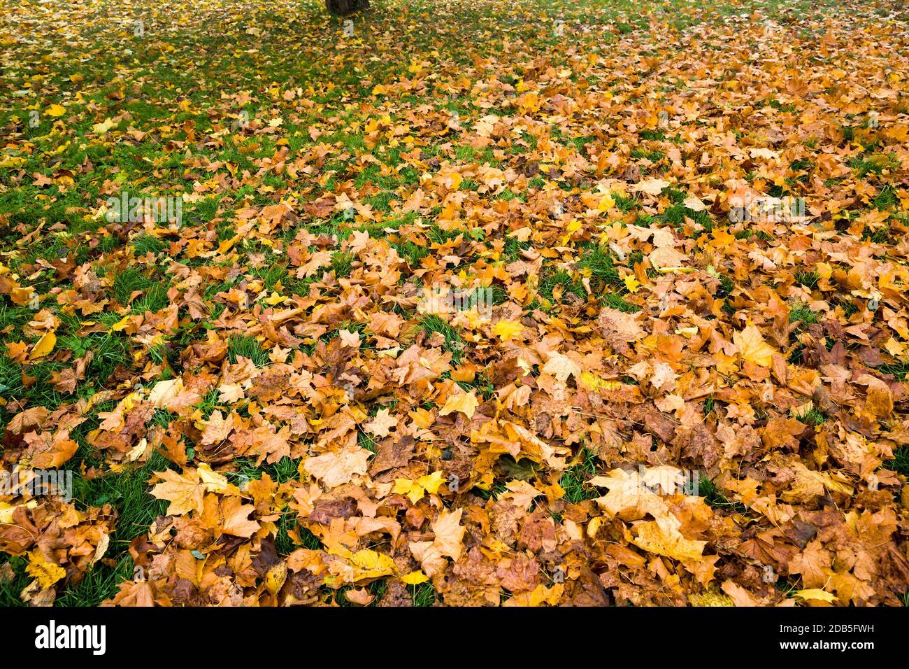 Arbres jaunés avec des feuilles mortes et se trouve aux couronnes d'arbres dans le parc d'automne, Sunny Day Banque D'Images