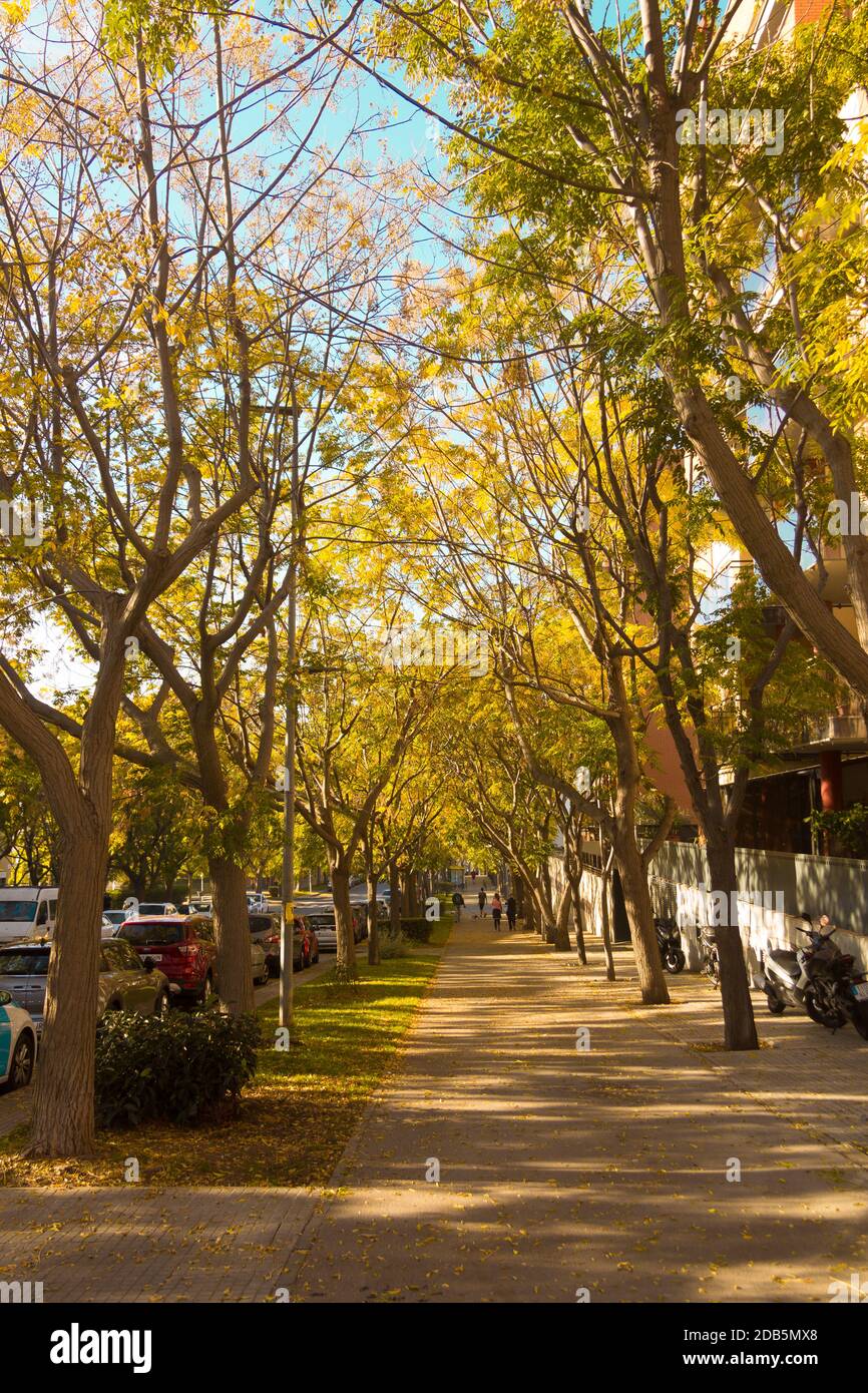 Rue avec des arbres en novembre au milieu de l'automne, avec les feuilles sur le sol donnant cette belle couleur ocre et jaune Banque D'Images