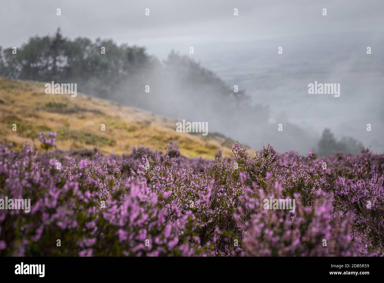 Montagne brumeuse avec bruyère de fleur le jour des pluies à Shropshire, Royaume-Uni Banque D'Images