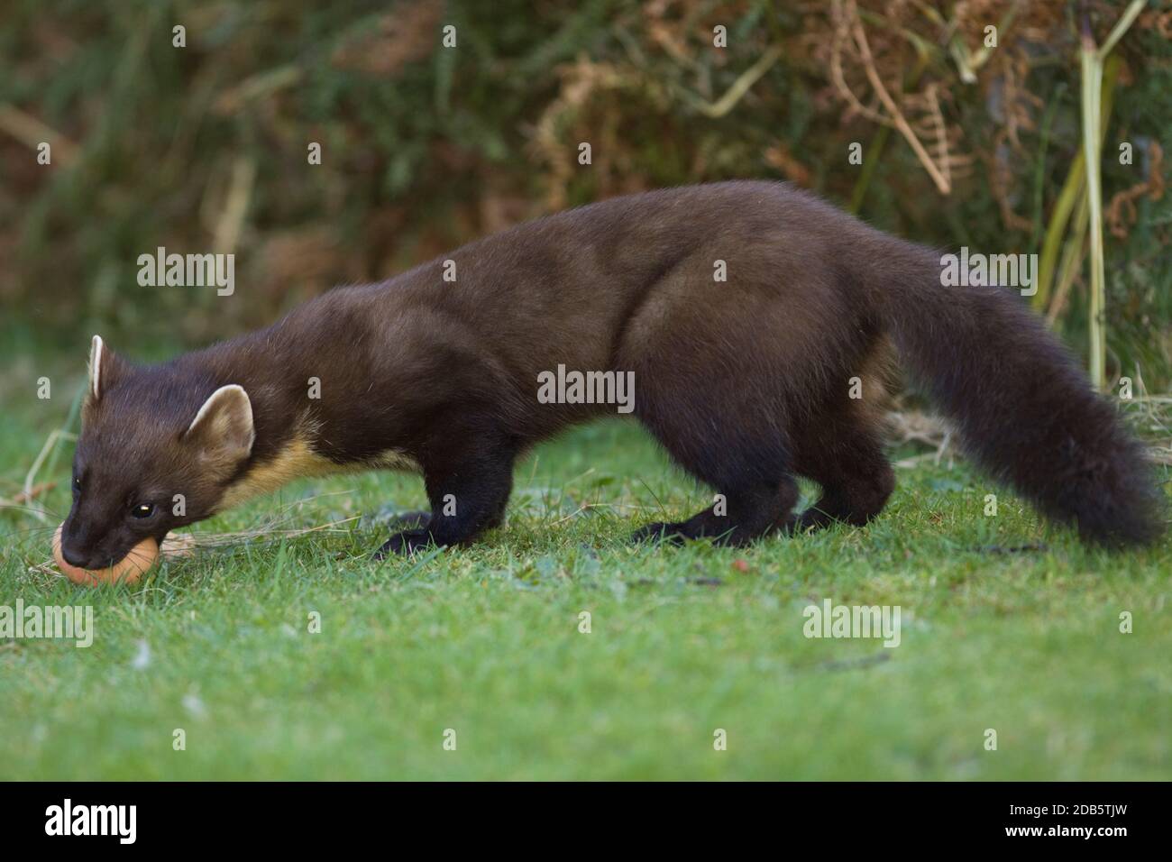 Wild Pine Martin avec œuf de poule. (Martes) . Le Great Glen Scotland. 16.09.2010. Banque D'Images