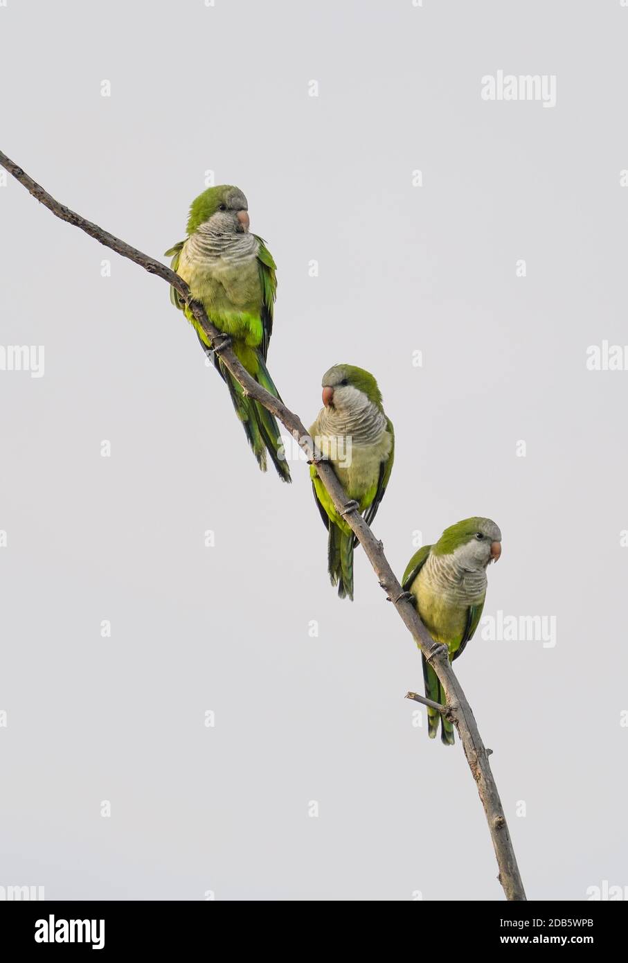 Monk Parakeet (Myiopsitta monachus) perché sur la branche, Espagne. Banque D'Images