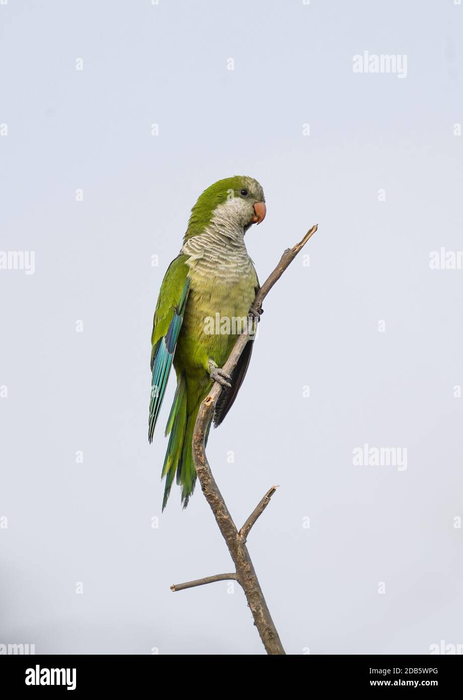 Monk Parakeet (Myiopsitta monachus) perché sur la branche, Espagne. Banque D'Images