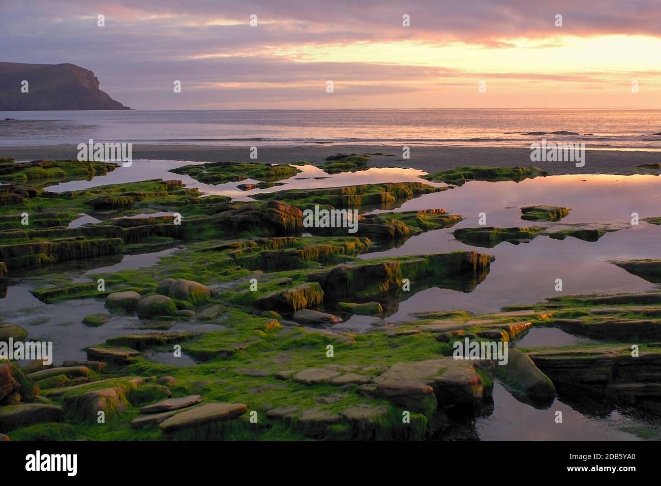 Couleurs du coucher du soleil sur la côte d'Orcades pendant la marée basse avec du vert algues et reflets roses du ciel dans l'océan Banque D'Images