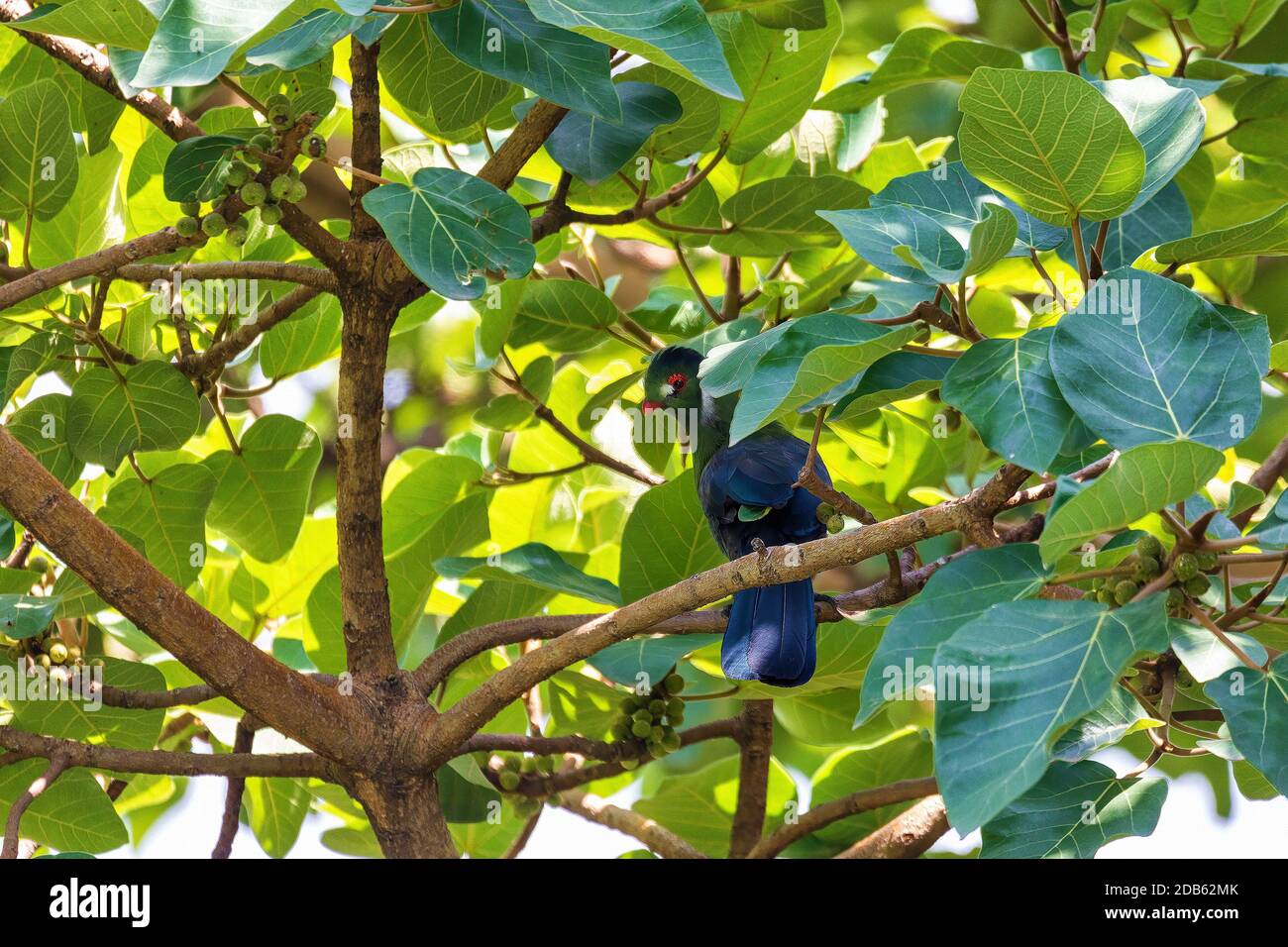 Le turaco à mouchetée blanche (Tauraco leucotis) est une espèce d'oiseau de la famille des Musophagidae. Wondo Genet, Ethiopie Afrique safari faune Banque D'Images