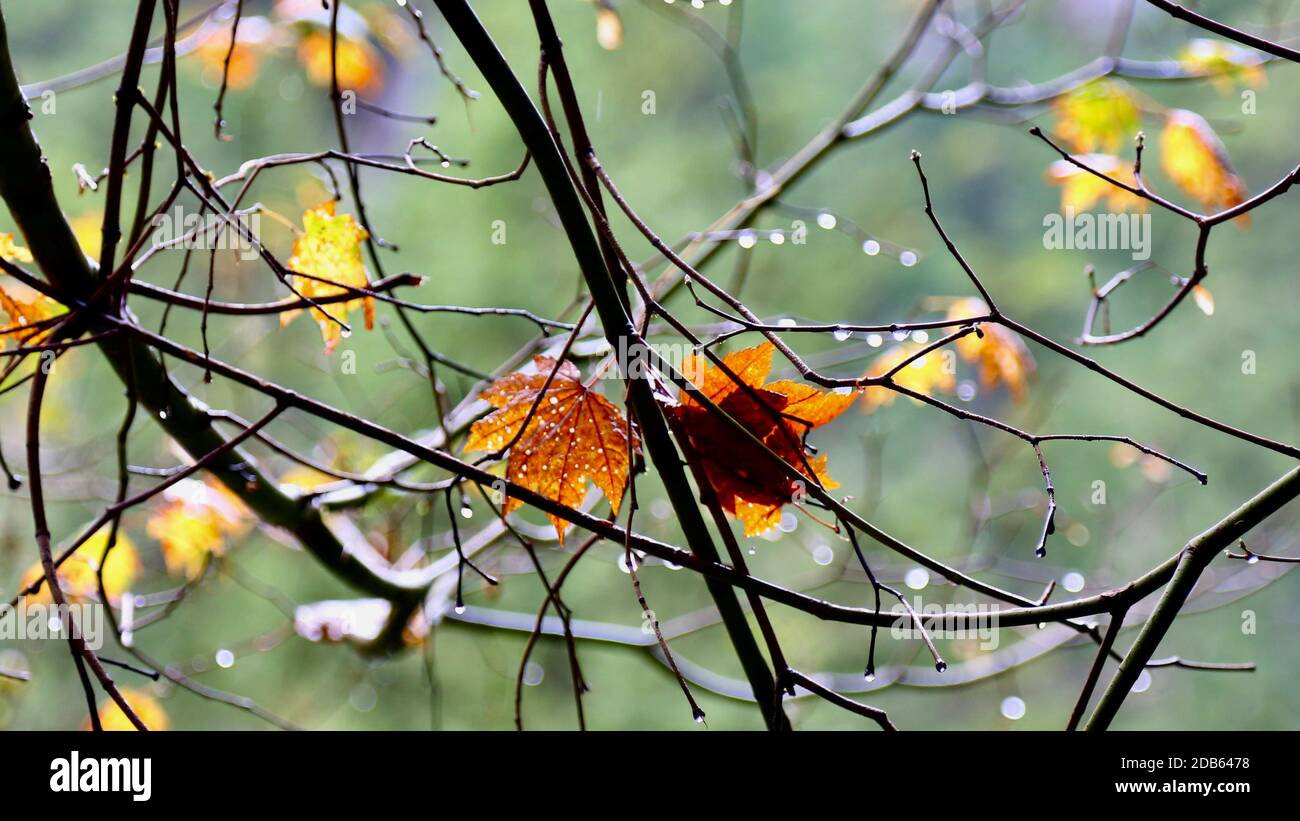 feuilles d'automne sous la pluie Banque D'Images