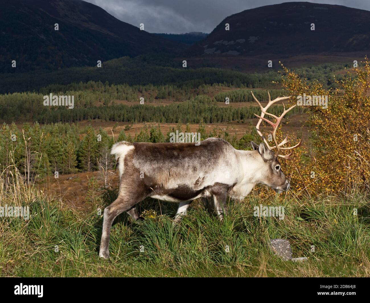 Renne, Rangifer tarandus, parc national de Cairngorm, Highlands écossais, automne Banque D'Images