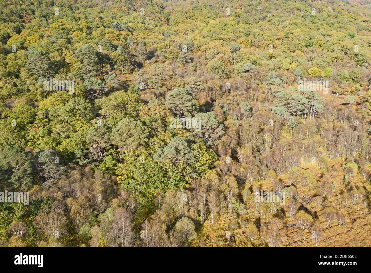 Vue aérienne de la réserve naturelle nationale Ariundle Oakwood, forêt sessile Oak dans la région Sunart des Highlands écossais. Ces bois d'oakwood anciens Banque D'Images