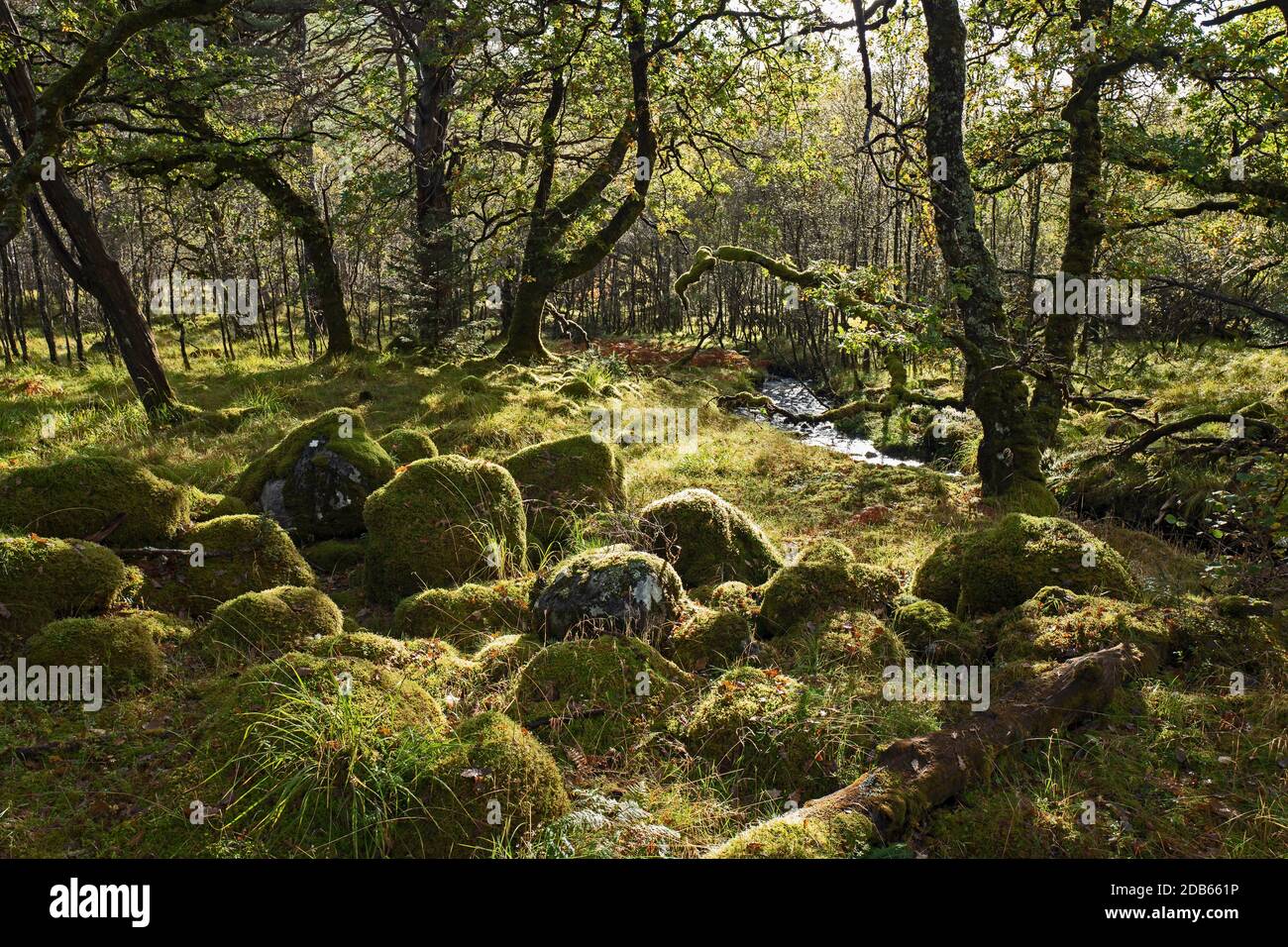Réserve naturelle nationale Ariundle Oakwood, forêt sessile Oak dans la région Sunart des Highlands écossais. Ces anciens oakwoods reçoivent beaucoup o Banque D'Images
