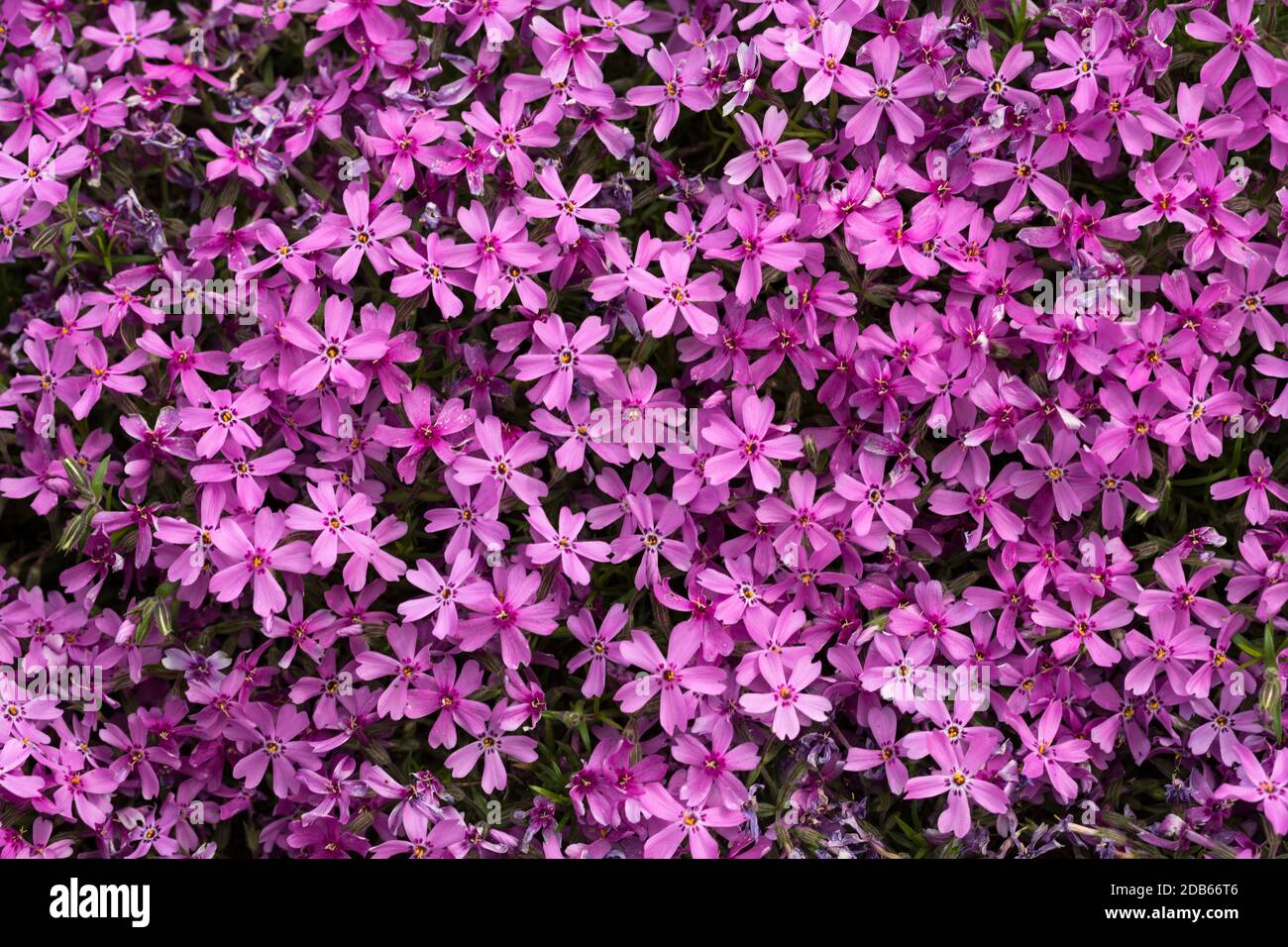 Aubrieta cultorum - petites fleurs rose ou violet Banque D'Images