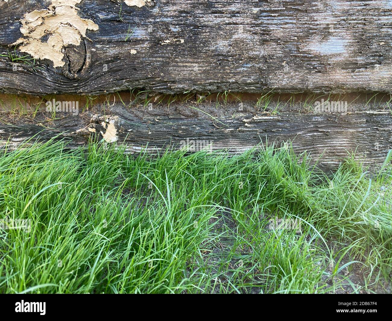 une bordure d'herbe verte lumineuse et ensoleillée du vieux mur de la grange de ferme avec des ombres détaillées et des reflets sur les hautes hautes bois de bois de bois de feuillus Banque D'Images