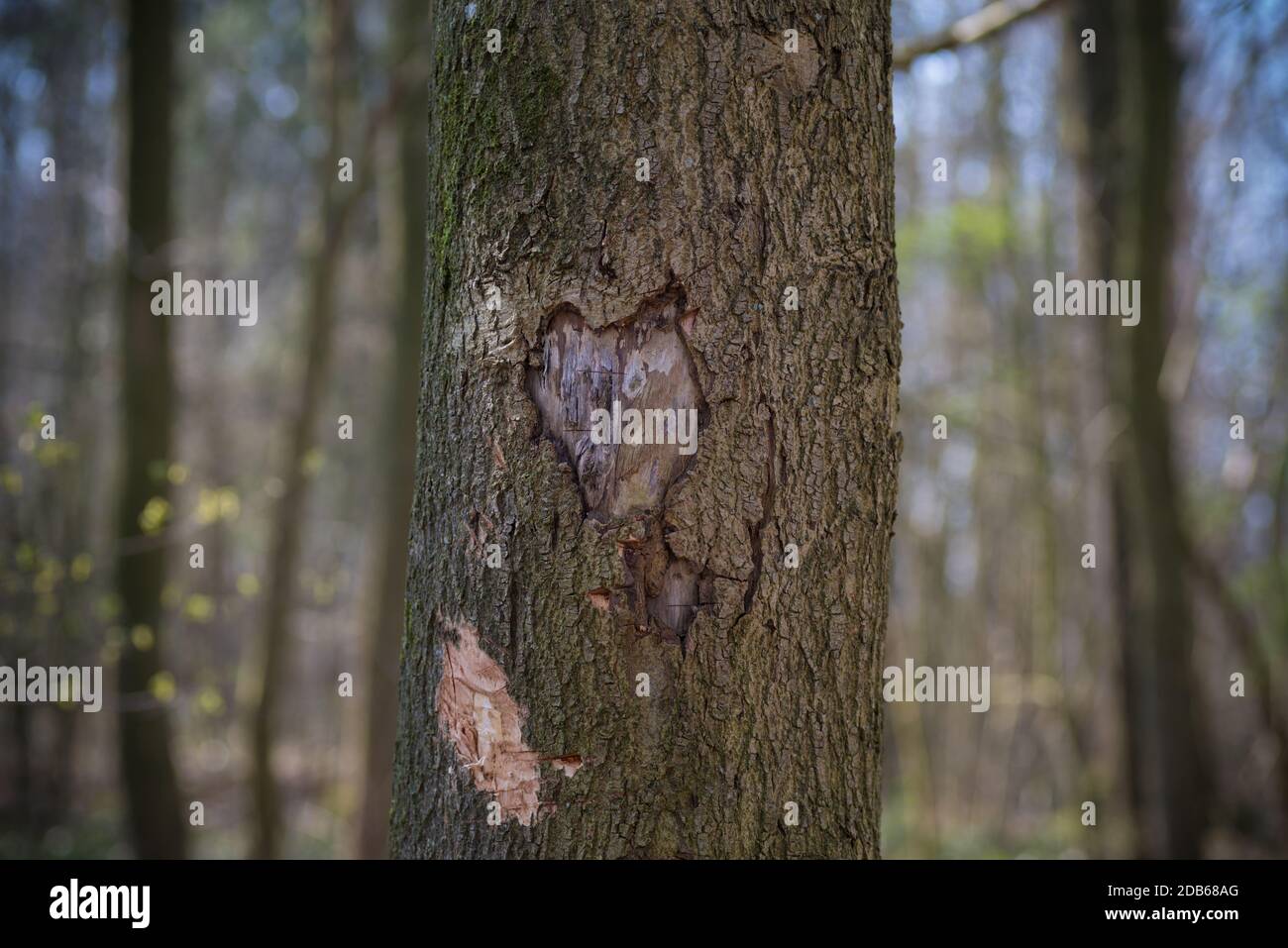 forme eart sculptée dans un arbre Banque D'Images