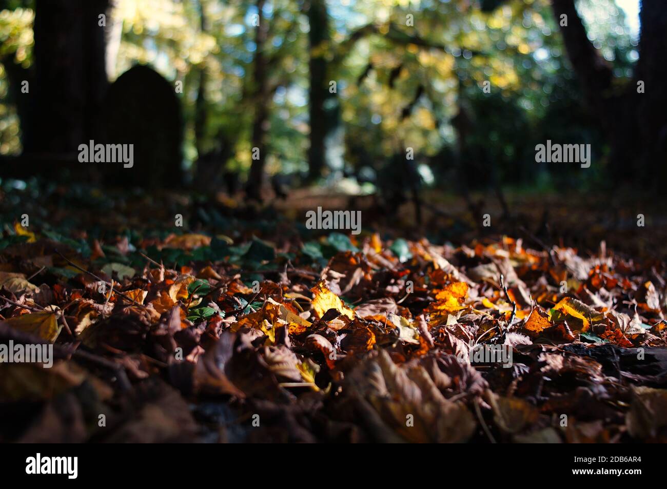 vue en angle bas des feuilles d'automne sur le sol forestier Banque D'Images