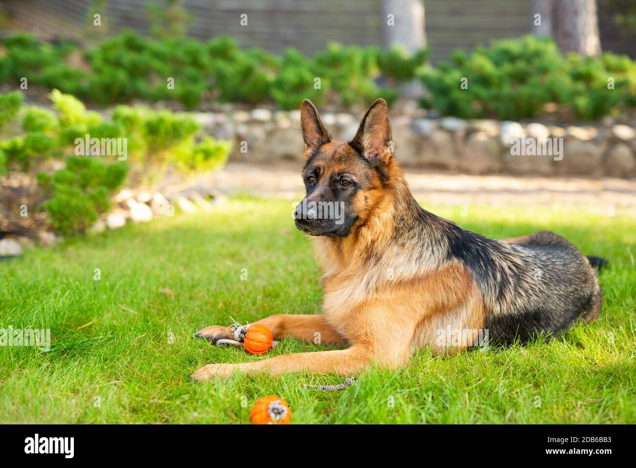 Chien de berger allemand jouant avec une boule d'orange dans sa bouche. Portrait d'un chien de race jouant dans le parc d'été. Banque D'Images