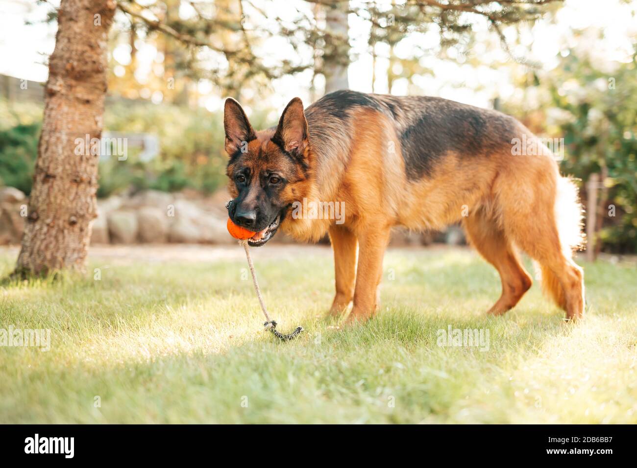 Chien de berger allemand jouant avec une boule d'orange dans sa bouche. Portrait d'un chien de race jouant dans le parc d'été. Banque D'Images