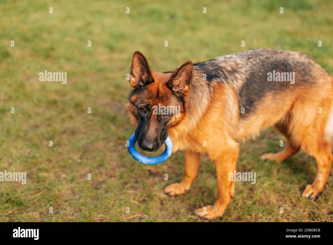 Portrait d'un berger allemand avec un anneau bleu dans la bouche. Chien de race. Banque D'Images