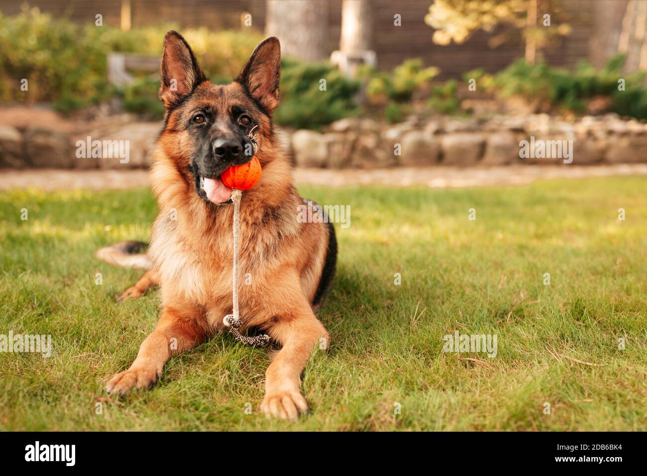 Portrait d'un berger allemand avec une boule d'orange dans la bouche sur l'herbe. Chien de race dans le parc d'automne. Banque D'Images