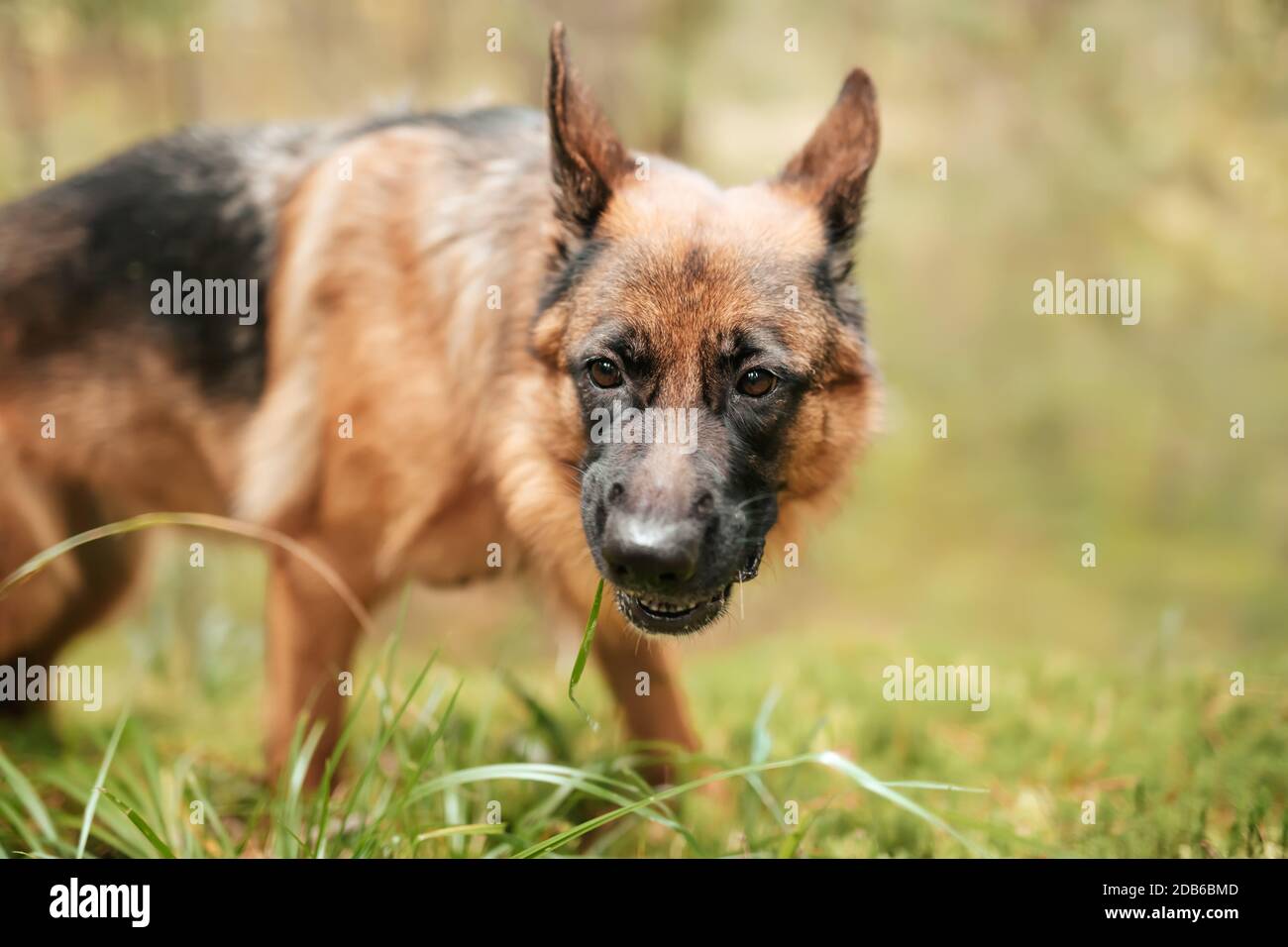 Grognement du Berger allemand dans la forêt. Chien de race dans le parc d'automne. Banque D'Images
