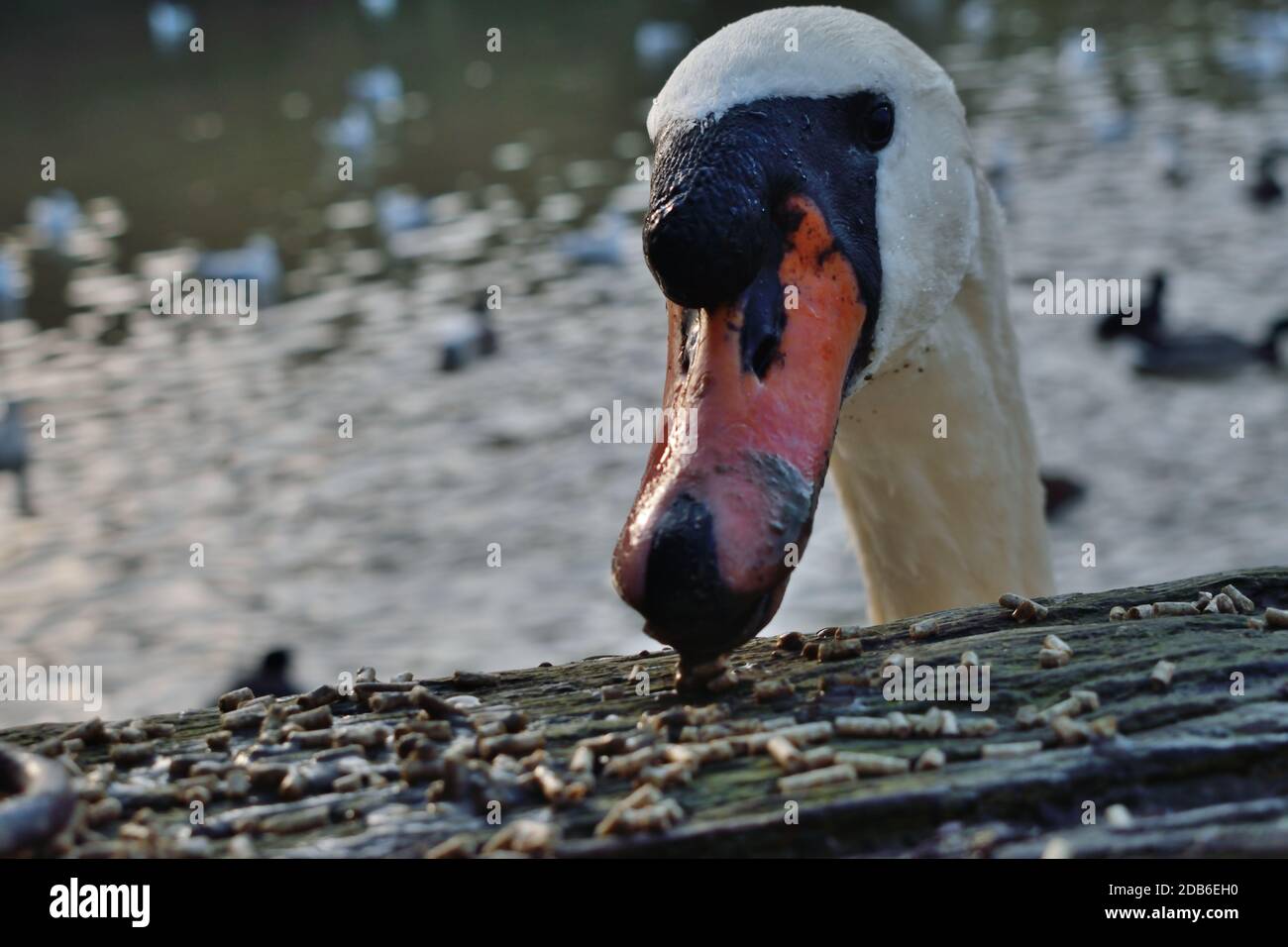 Pastilles Mute Swan Eating par Swanbourne Lake à Arundel, West Sussex Banque D'Images