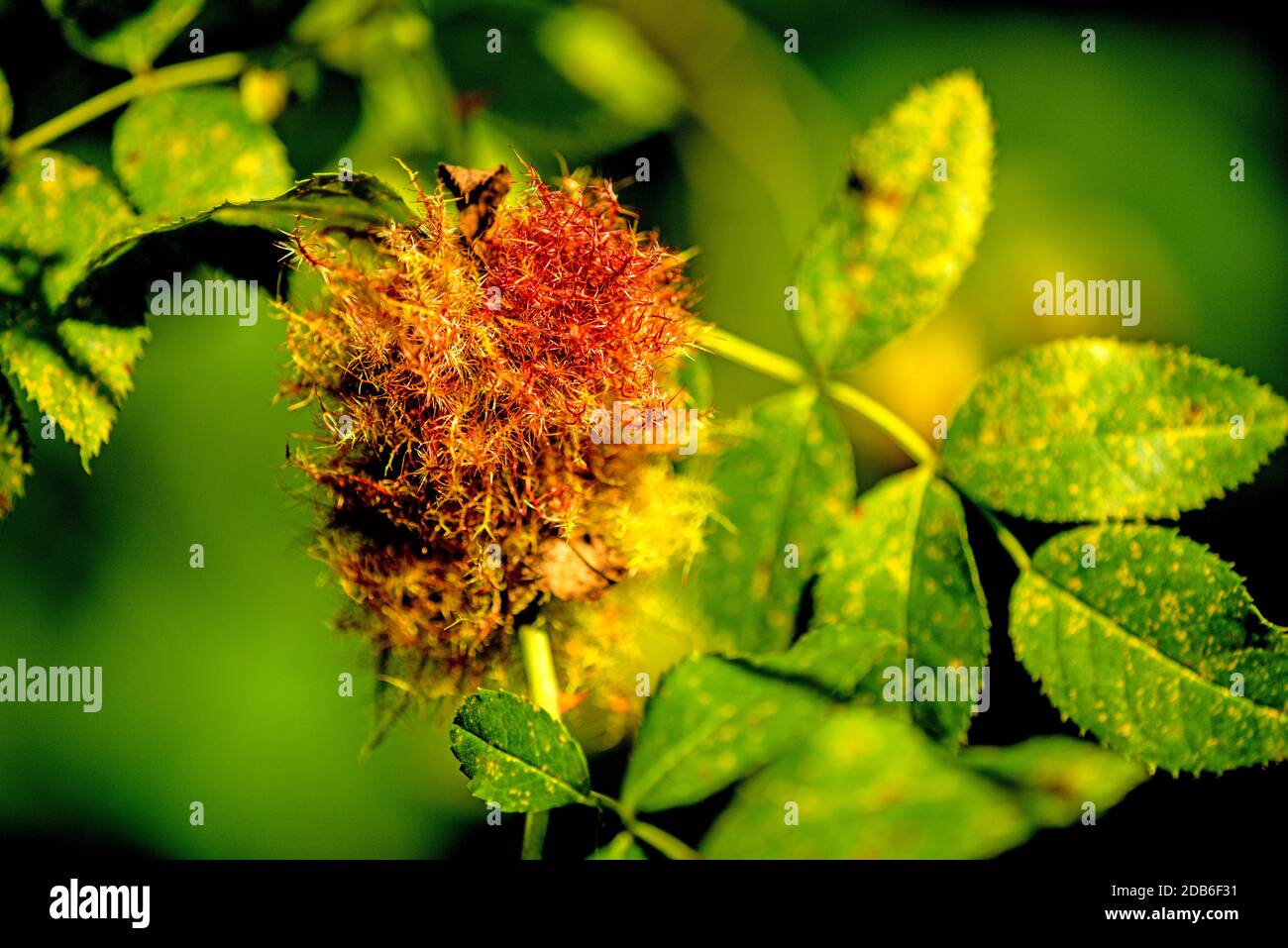 Rose bedeguar galle, galle mature sur un chien rose en été en Allemagne Banque D'Images