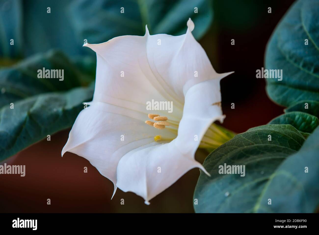 Datura stramonium, buisson à fleurs avec Apple Banque D'Images