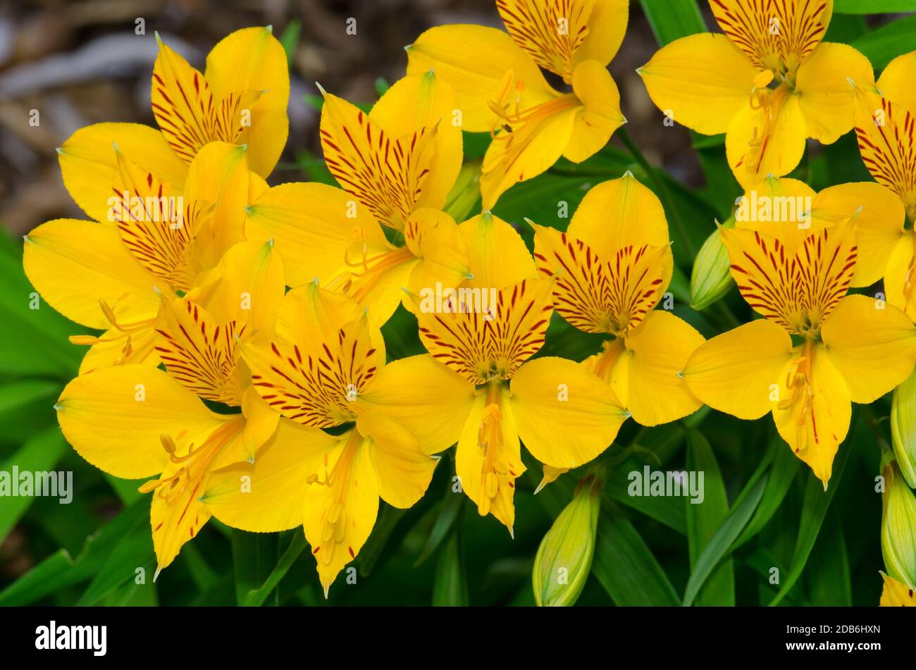 Fleurs du lys péruvien Alstroemeria aurea. Parc national de Conguillio. Région d'Araucania. Chili. Banque D'Images