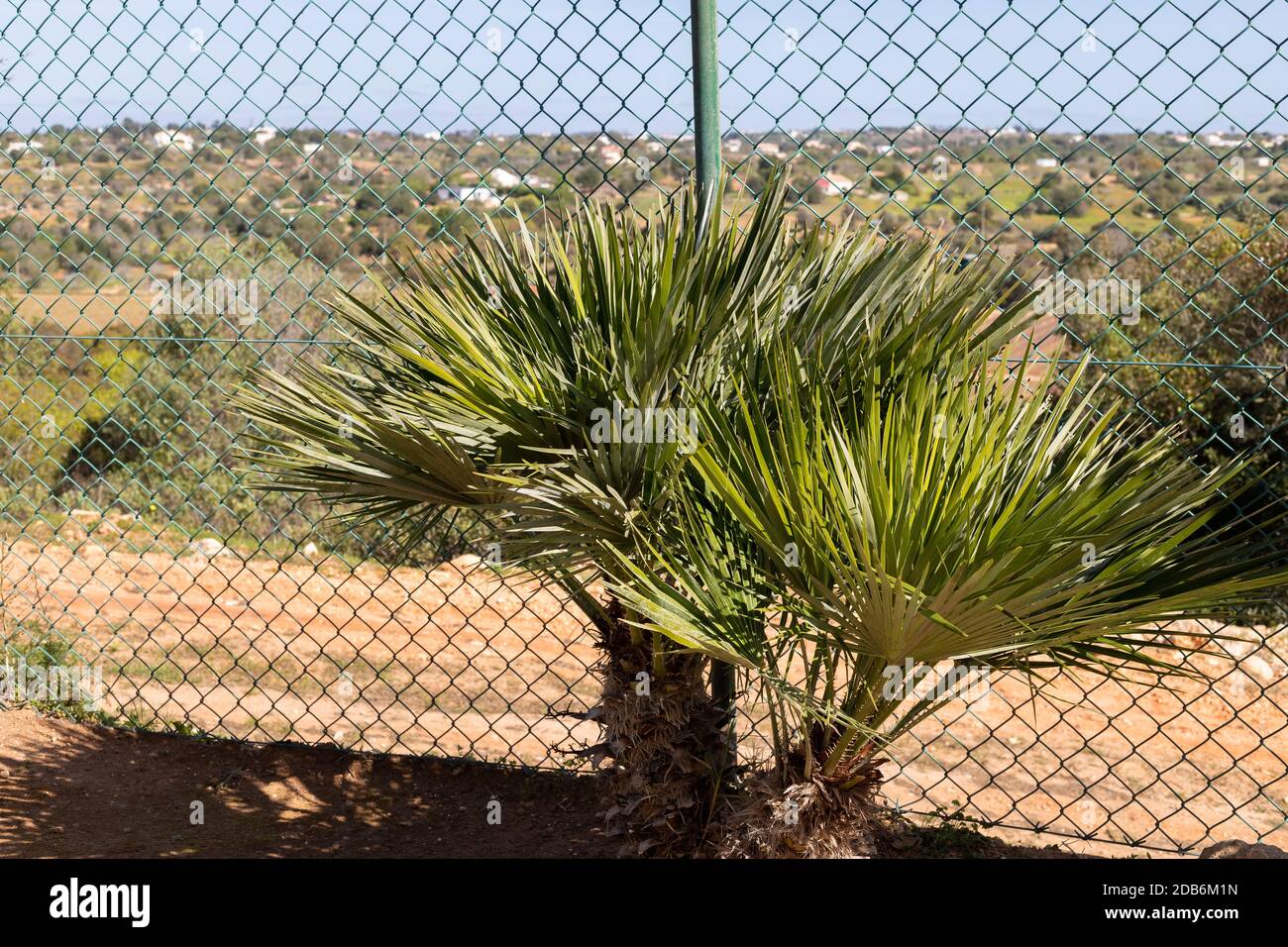 palmier devant une clôture dans un jardin au portugal Banque D'Images